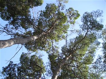 La frescura delle pinete delle Isole Tremiti. (Giorgio e Mirella)